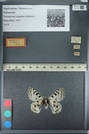 Media type: image;   Entomology 174728